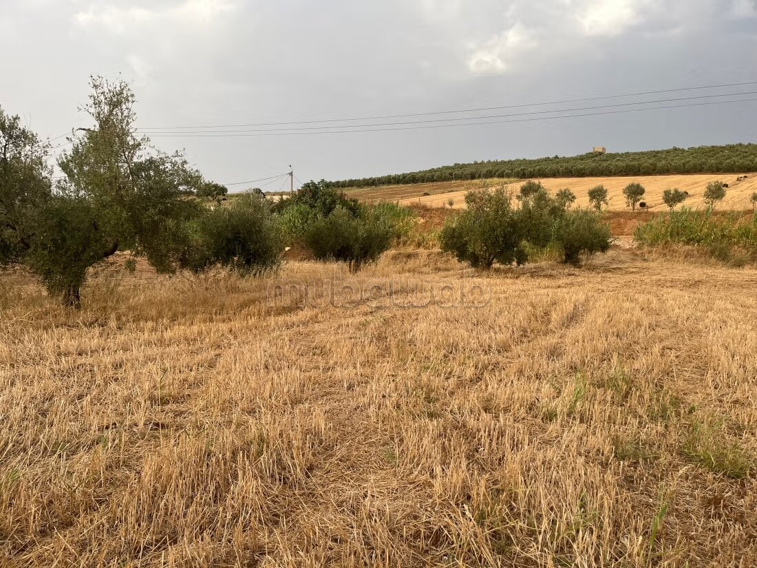 أرض للبيع — Photo 5