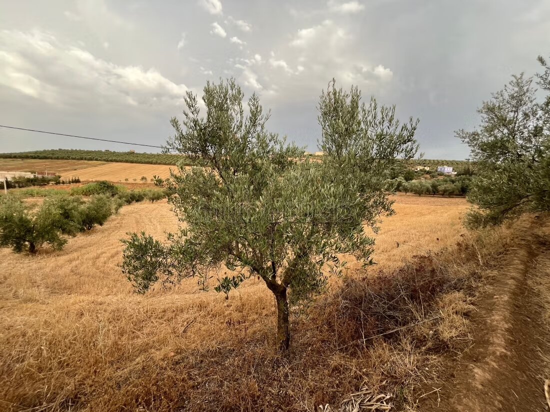 أرض للبيع — Photo 7