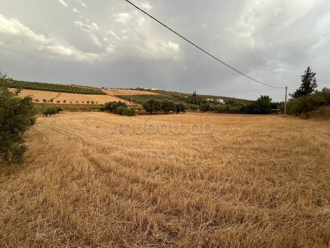 أرض للبيع — Photo 8