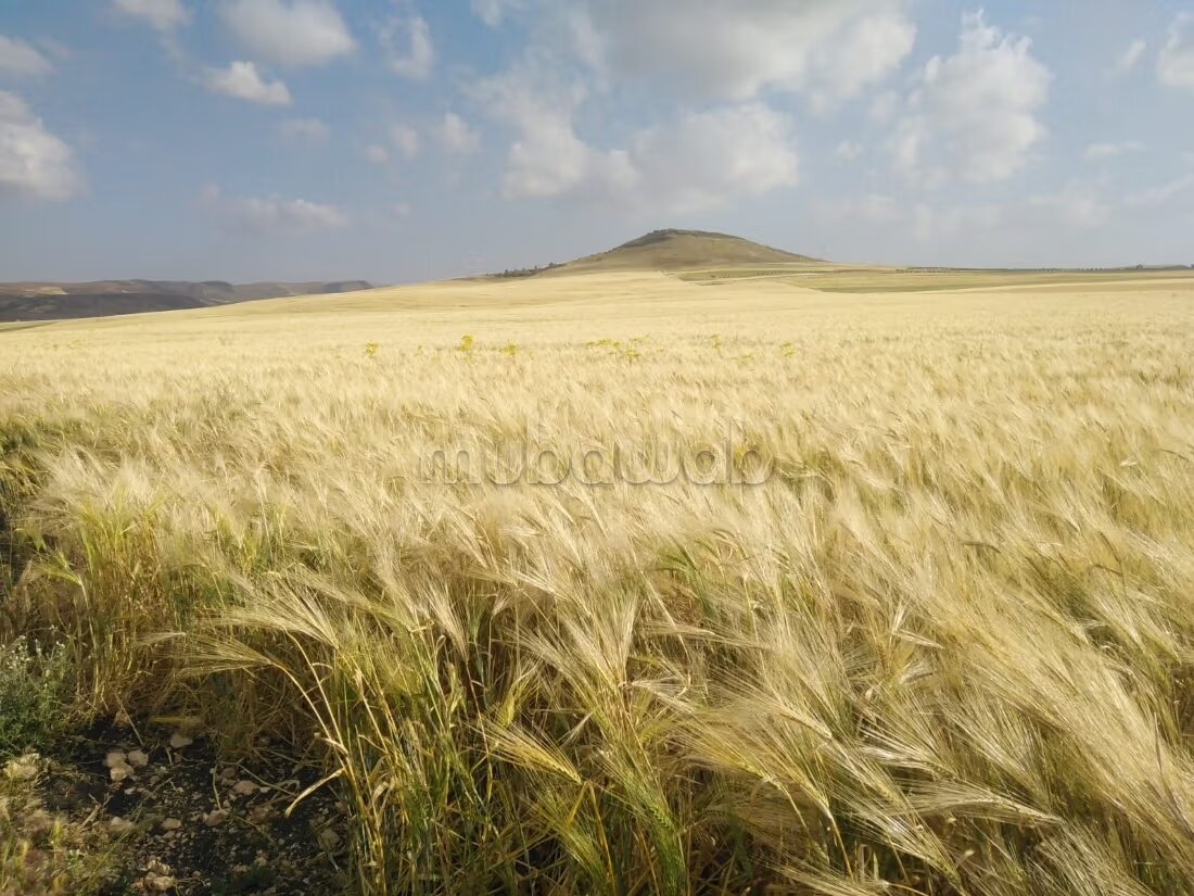 أرض للبيع — Photo 40