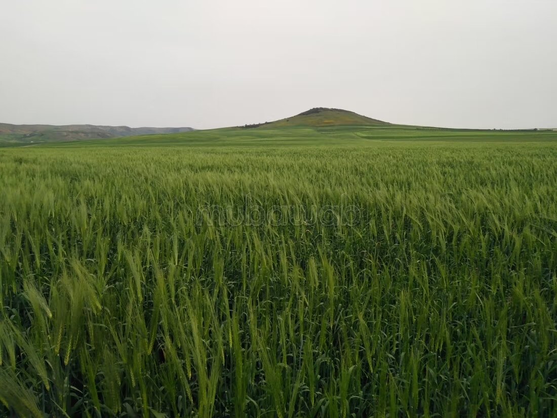 أرض للبيع — Photo 41