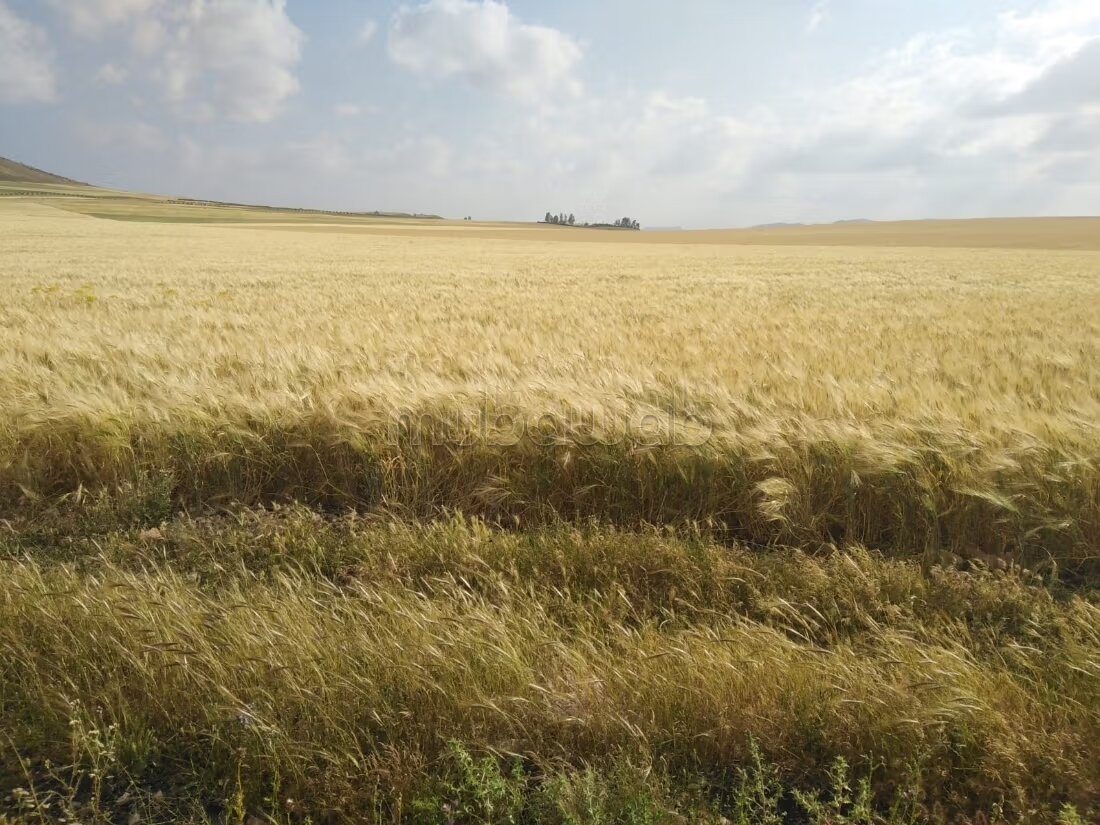 أرض للبيع — Photo 42