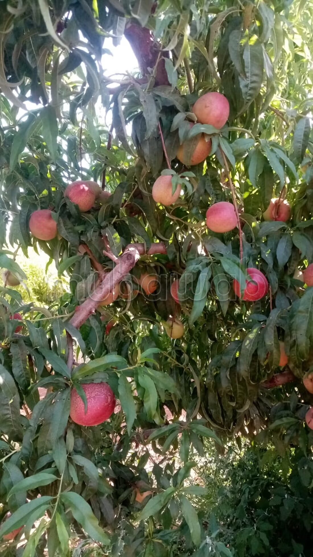 أرض للبيع — Photo 83