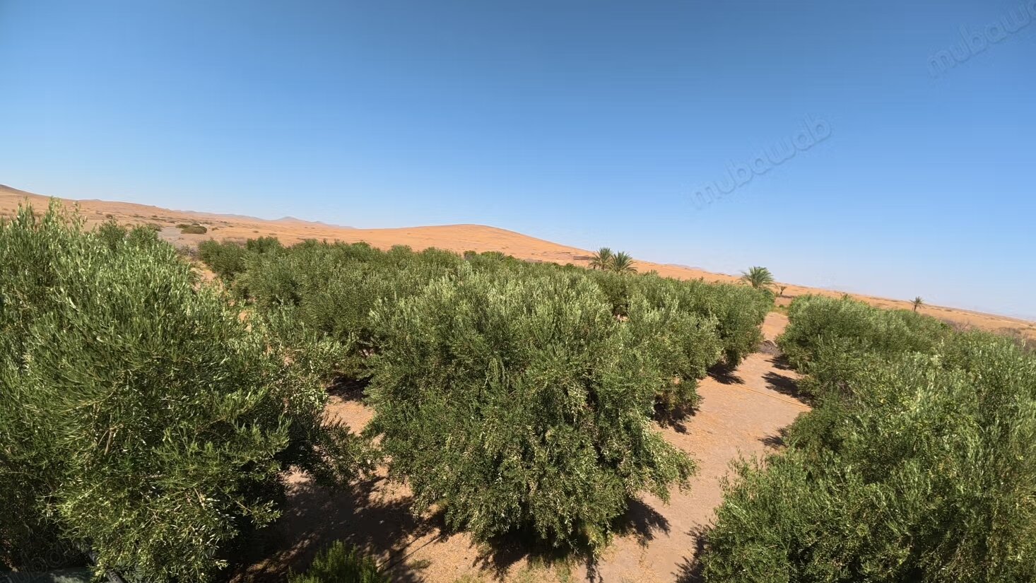 Land 10800 m² for sale in Marrakech — Photo 6