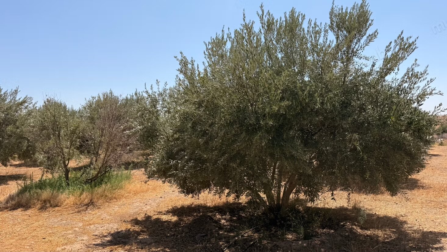 Land 10800 m² for sale in Marrakech — Photo 8