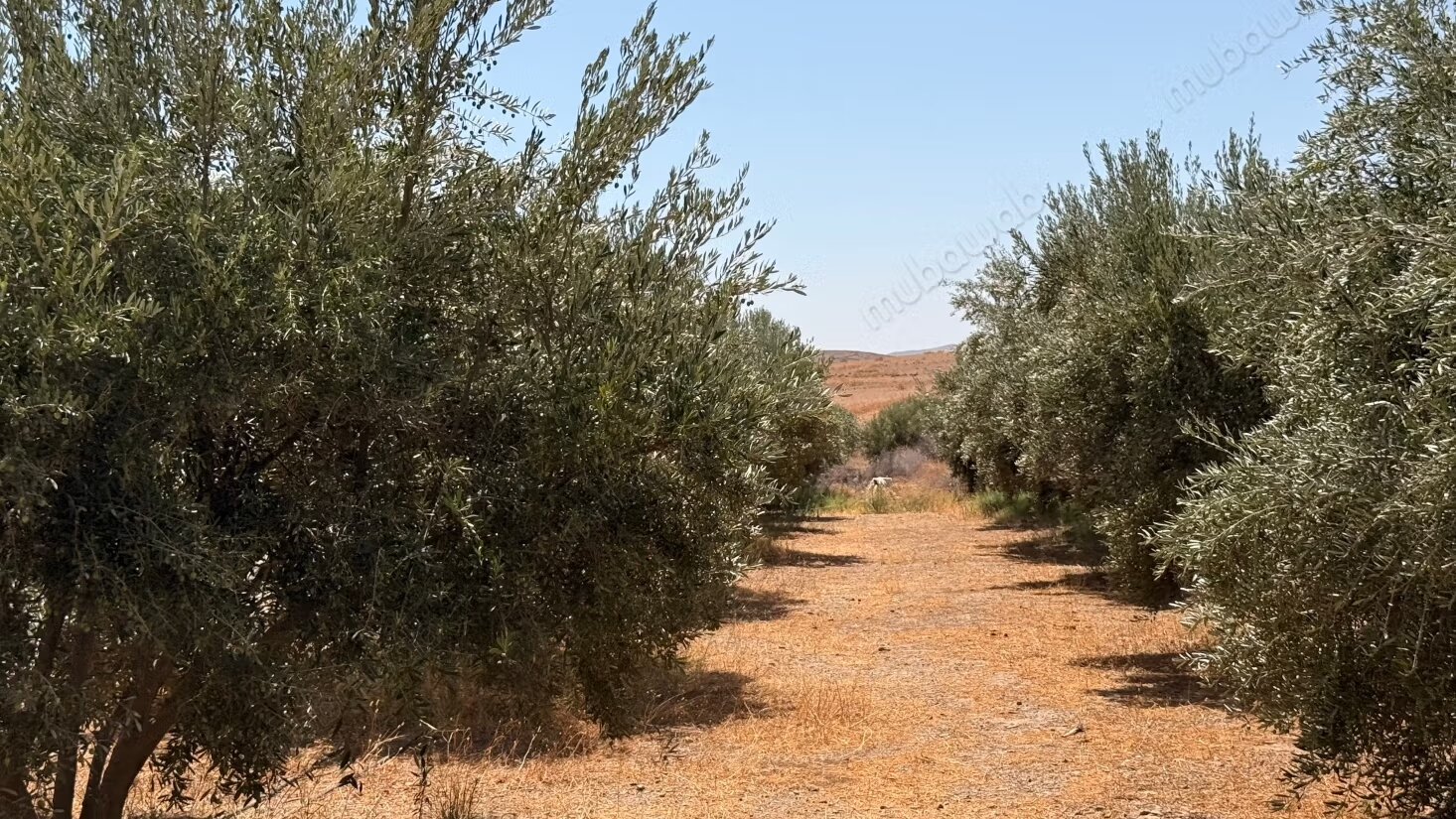 Land 10800 m² for sale in Marrakech — Photo 9