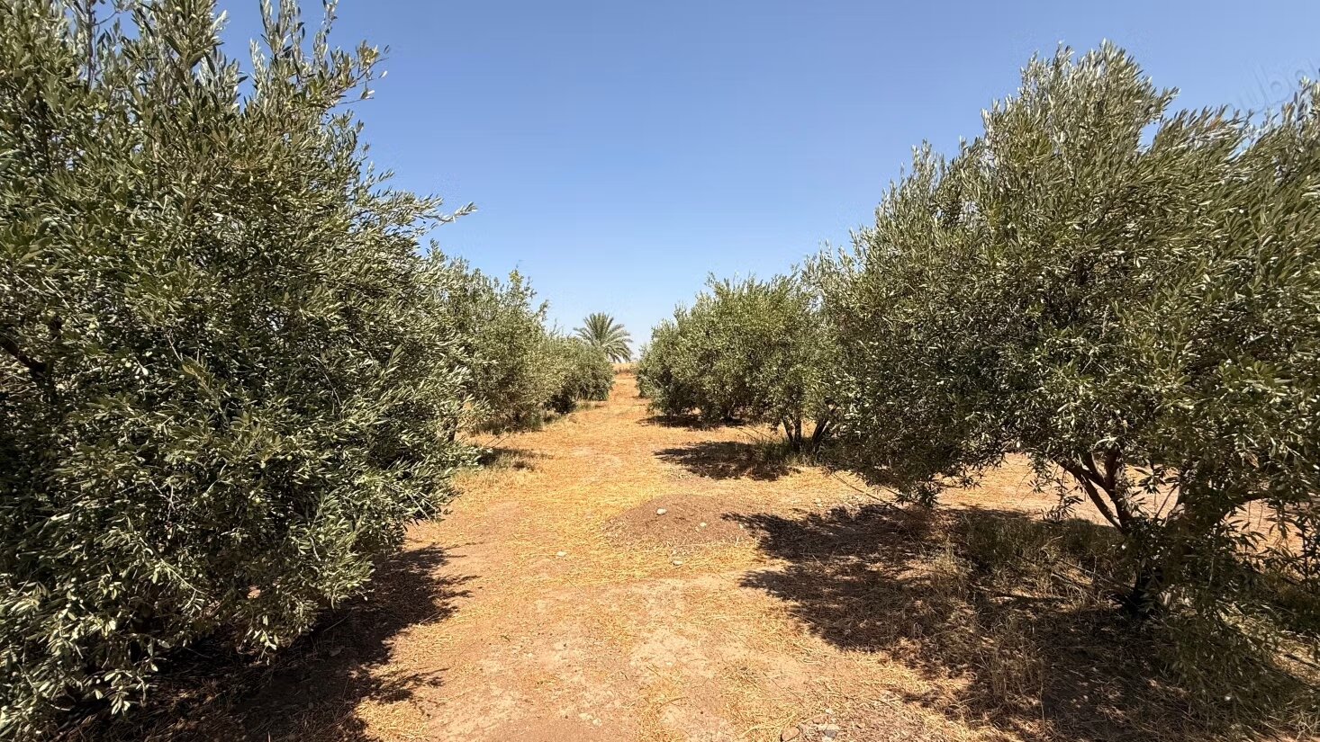 Land 10800 m² for sale in Marrakech — Photo 12