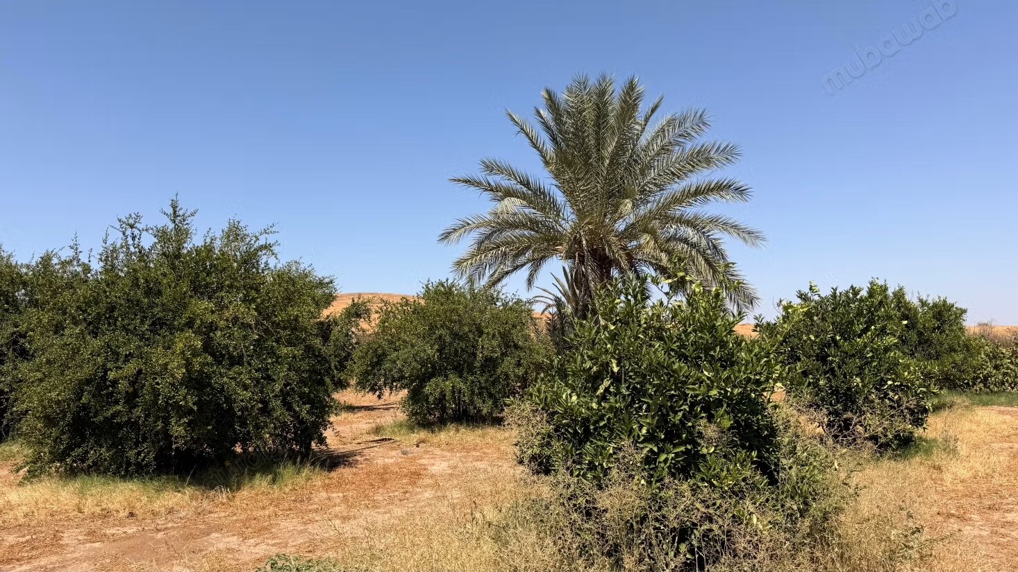 Land 10800 m² for sale in Marrakech — Photo 14