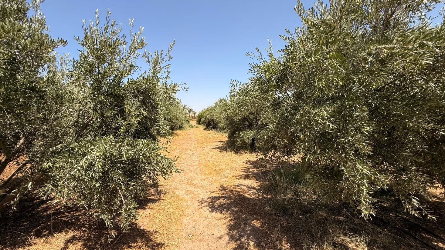 Land 10800 m² for sale in Marrakech — Photo 24