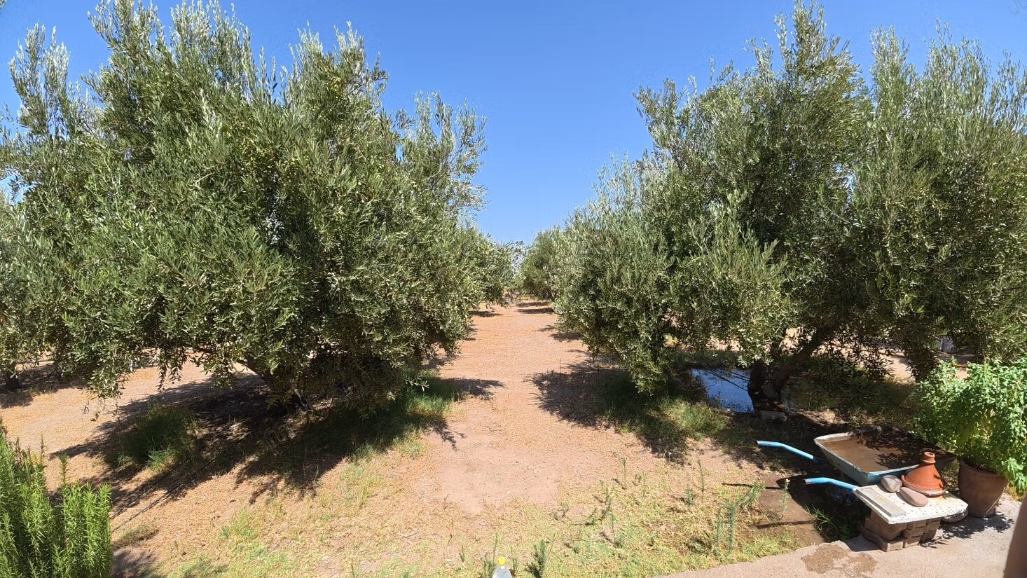 Terrain 8 hectares à vendre à Borous, Marrakech — Photo 4
