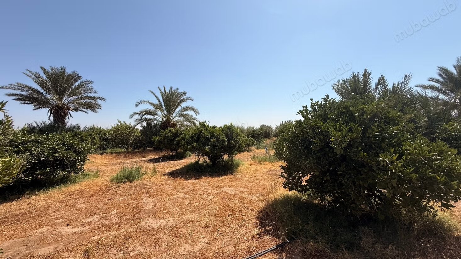 Terrain 8 hectares à vendre à Borous, Marrakech — Photo 20