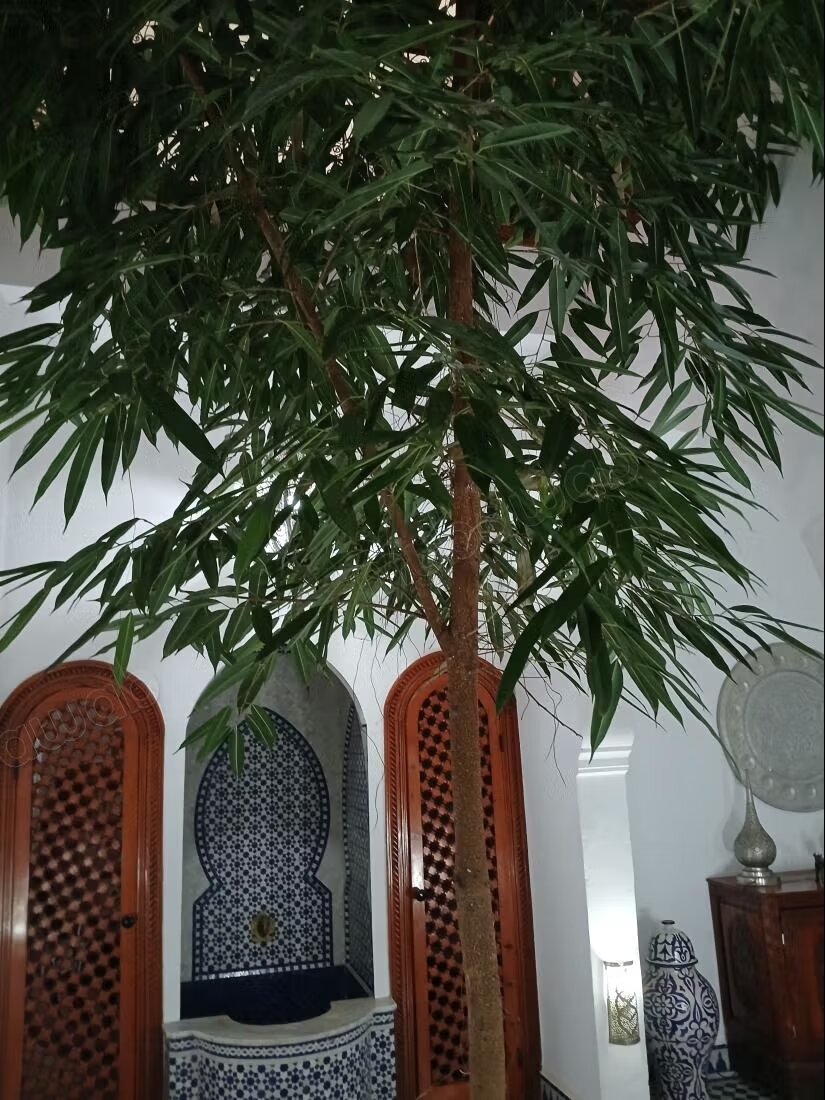 Riad 3 chambres à vendre à El Jadida — Photo 12