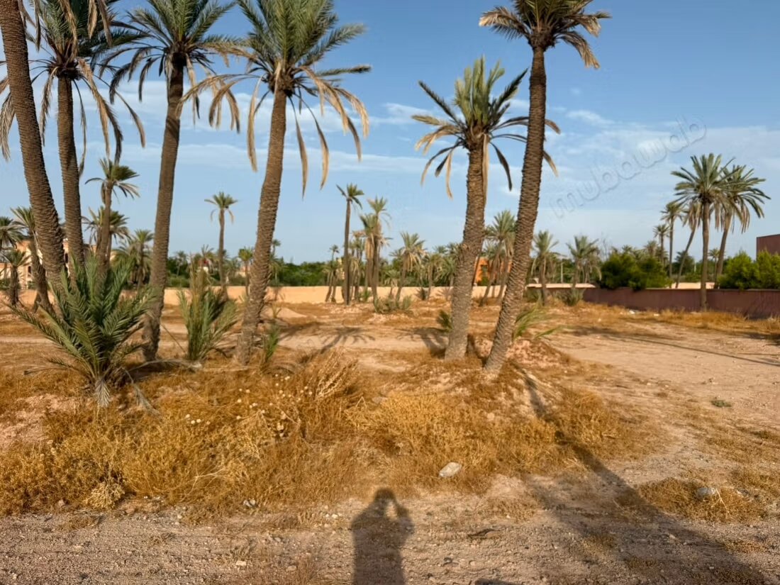 Land 15000 m² for sale in the Palmeraie, Marrakech — Photo 3