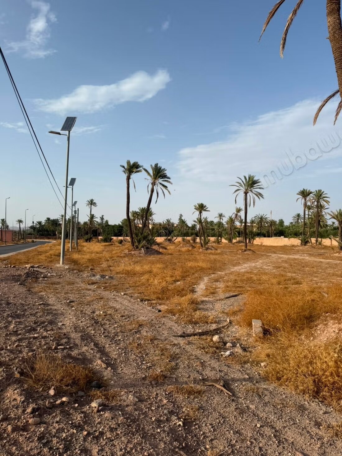 Land 15000 m² for sale in the Palmeraie, Marrakech — Photo 4
