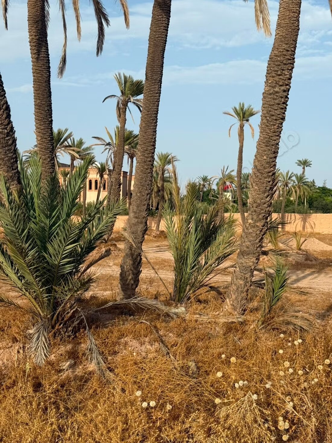 Land 15000 m² for sale in the Palmeraie, Marrakech — Photo 6
