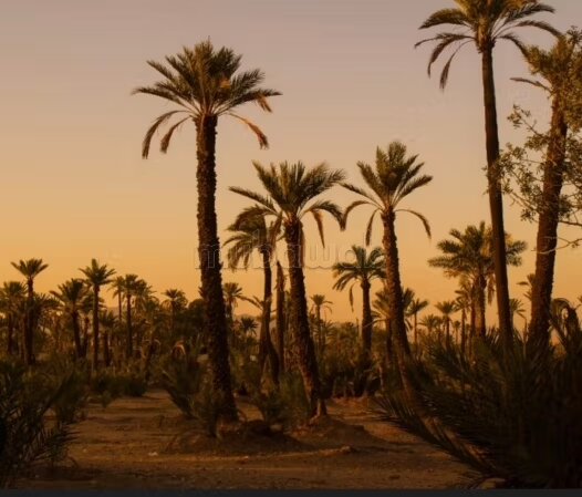 Land 15000 m² for sale in the Palmeraie, Marrakech — Photo 8
