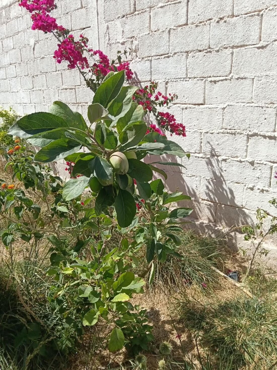 Villa 100 sqm for sale in Belfaa — Photo 4