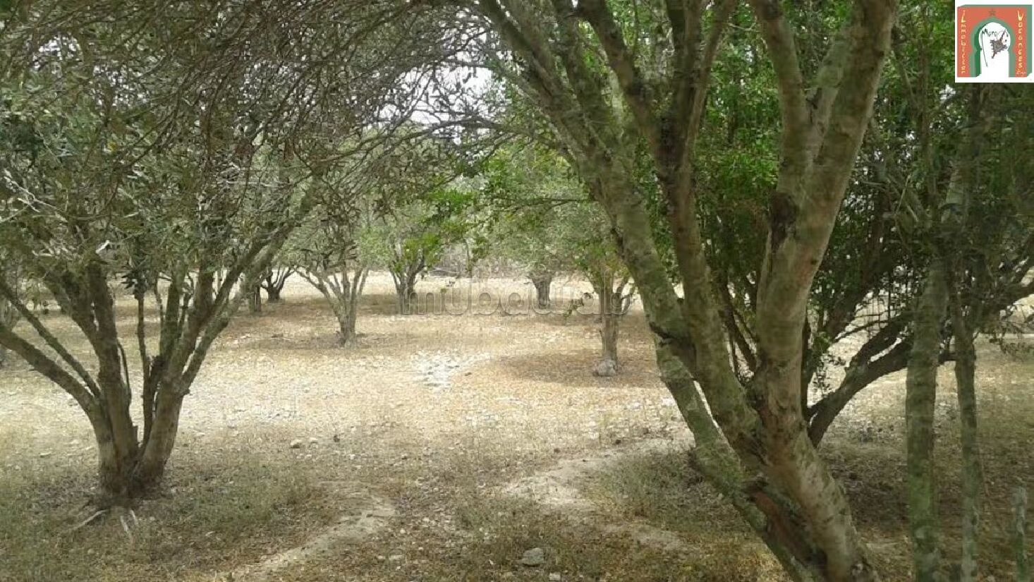 Villa 1120 m² à vendre à Safi - Lala Fatna — Photo 5