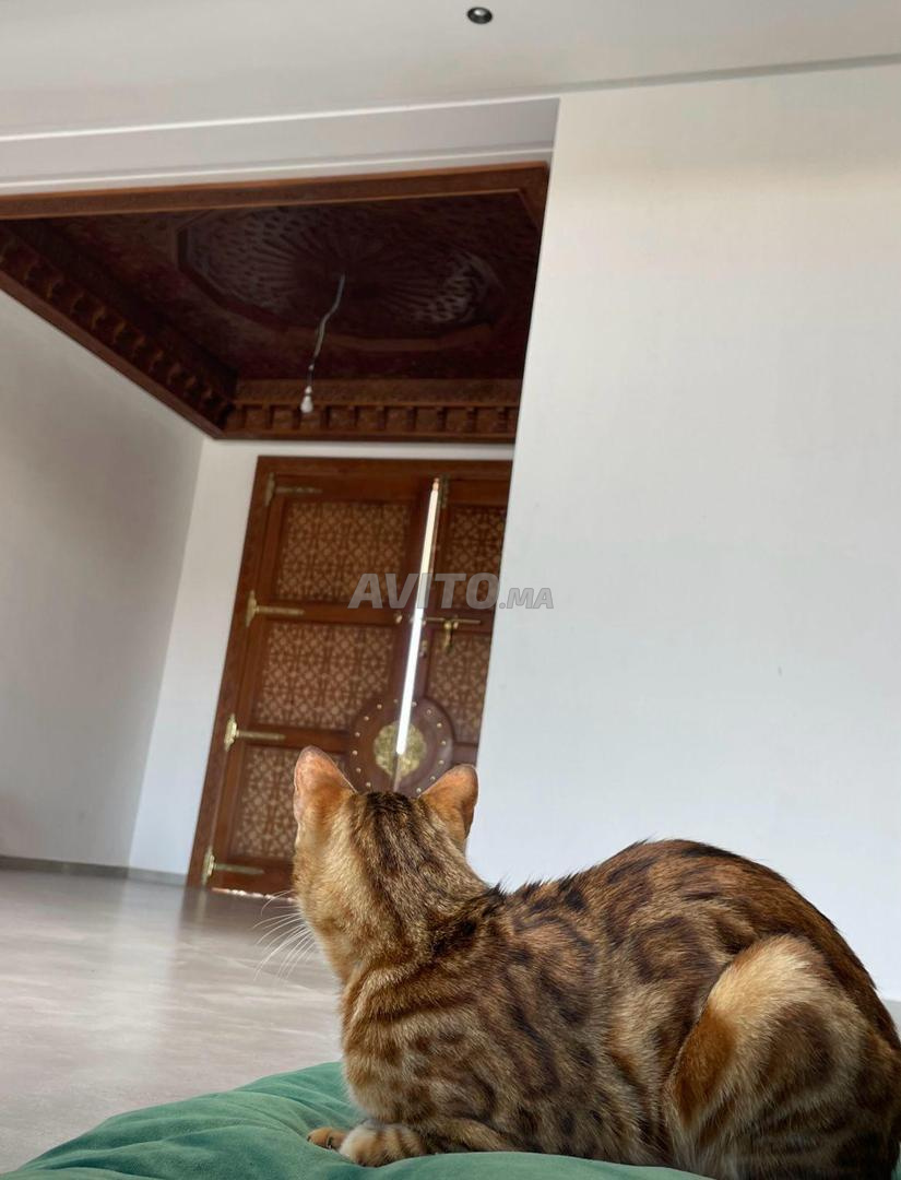 Land for Sale in Casablanca (Benslimane) — Photo 35