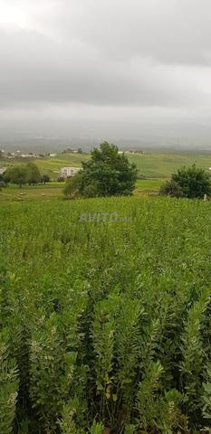 Terrain 1800 m² à vendre à Tétouan — Photo 4