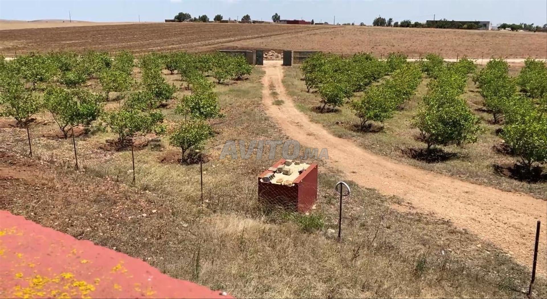 Investment Farm 26520m2 for Sale in El Jadida — Photo 10