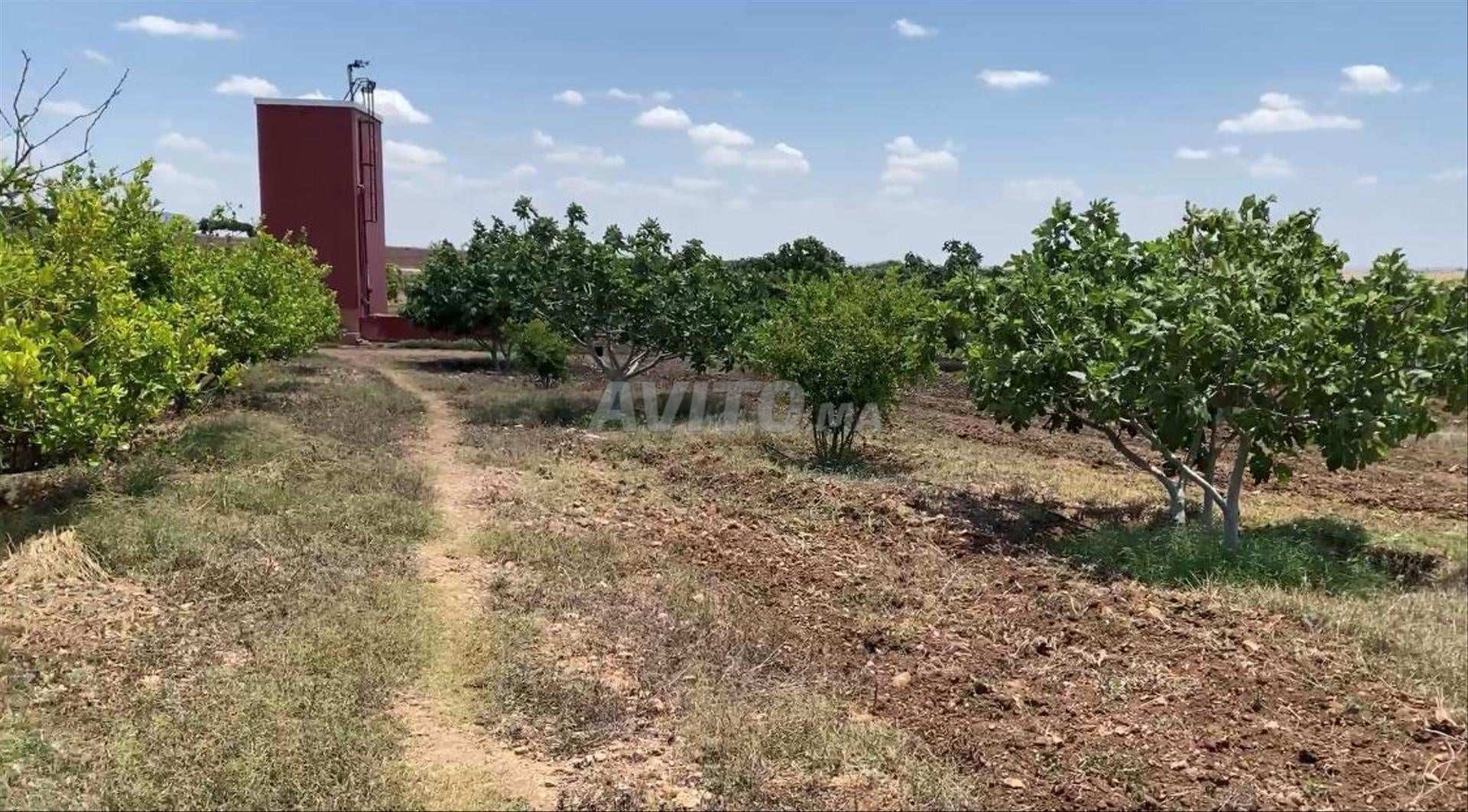 Investment Farm 26520m2 for Sale in El Jadida — Photo 12