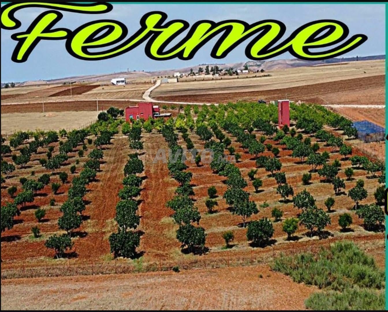 Investment Farm 26520m2 for Sale in El Jadida — Photo 20