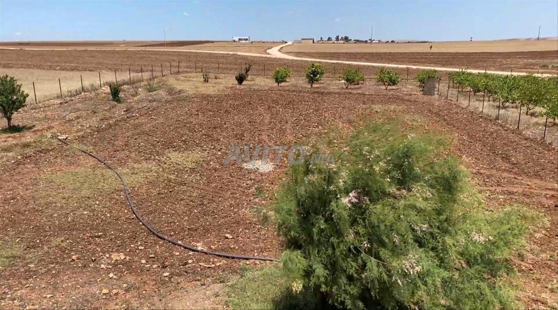 Investment Farm 26520m2 for Sale in El Jadida — Photo 38