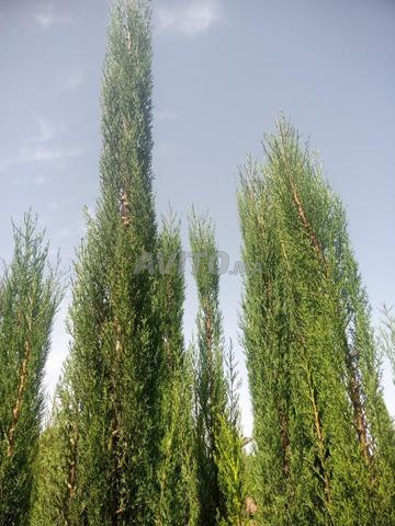 Villa for Sale in Casablanca — Photo 3