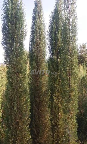 Villa for Sale in Casablanca — Photo 7