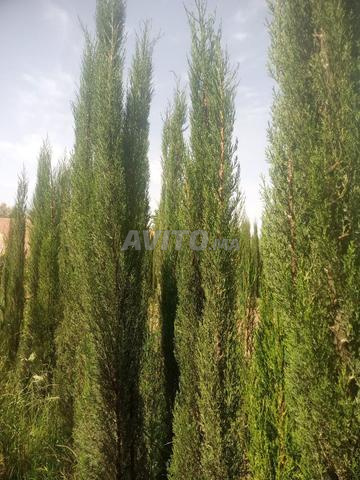 Villa for Sale in Casablanca — Photo 13