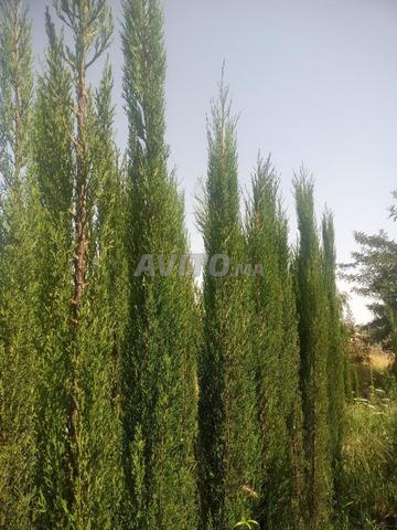 Villa for Sale in Casablanca — Photo 15