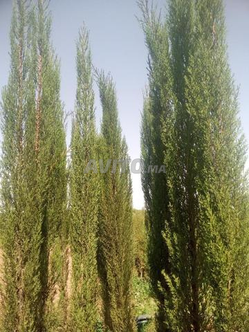 Villa for Sale in Casablanca — Photo 23