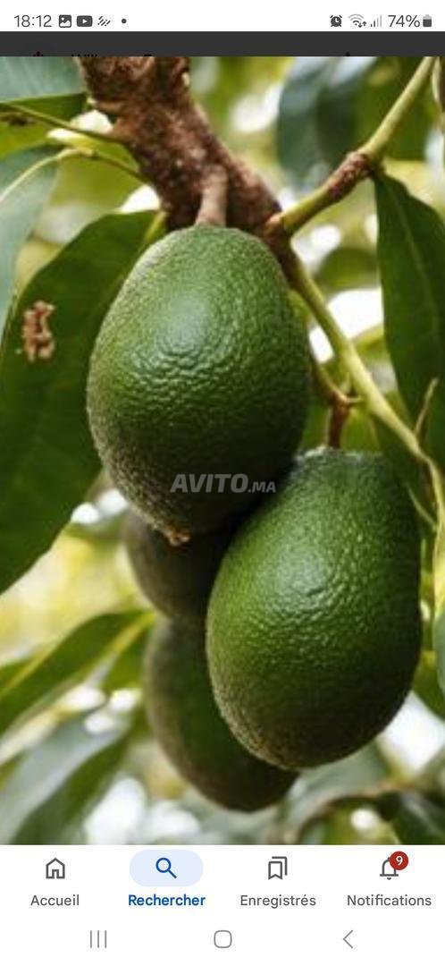 29 hectares avocado farm for sale in Moulay Bousselham