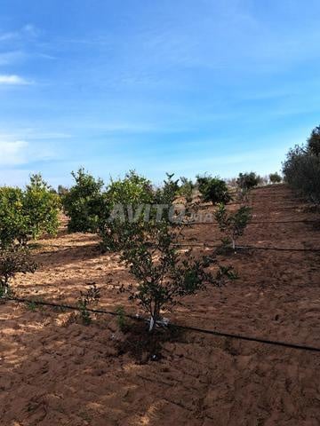 Farm for sale in Tiflet region