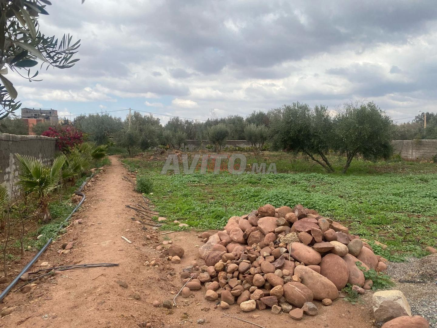 أرض زراعية للبيع 1600 م² في مراكش — Photo 3
