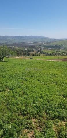 Terrain 1681 m² à vendre à Tétouan – Souk El Khemis — Photo 4