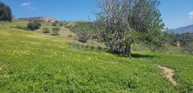 Terrain 1681 m² à vendre à Tétouan – Souk El Khemis — Photo 12