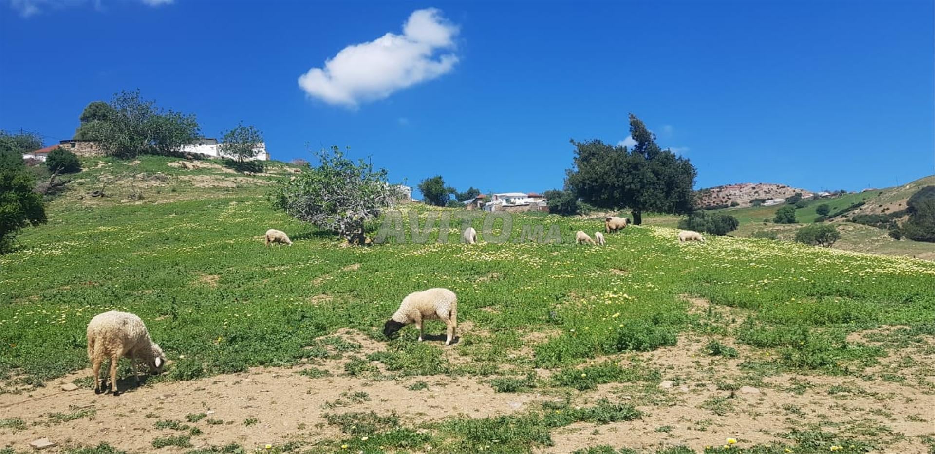 Terrain 1681 m² à vendre à Tétouan – Souk El Khemis — Photo 7
