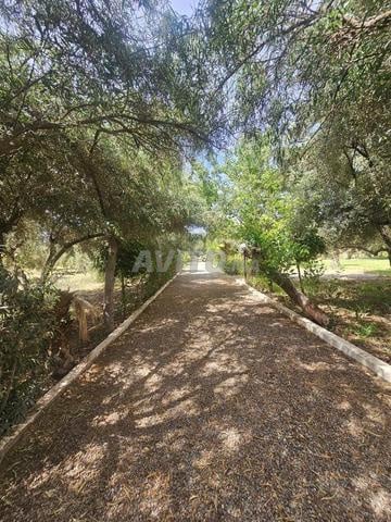 Land 3 ha for sale in Marrakech — Photo 14