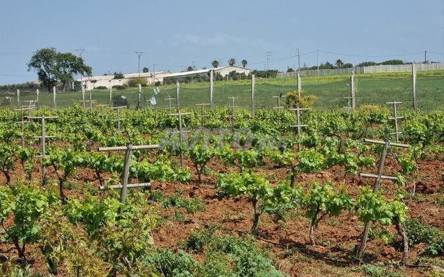 Land 10700 m² for Sale in Rabat — Photo 14