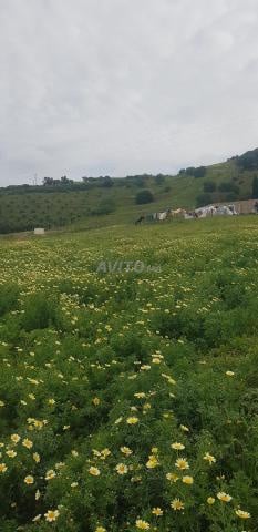 Terrain 4000 m² à vendre à Tétouan — Photo 5