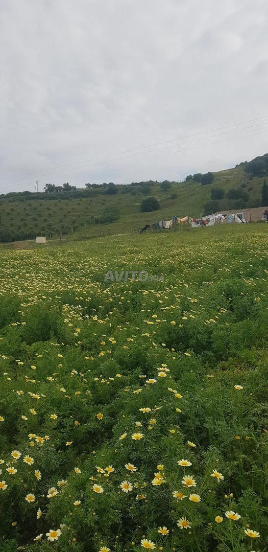 Terrain 4000 m² à vendre à Tétouan — Photo 6