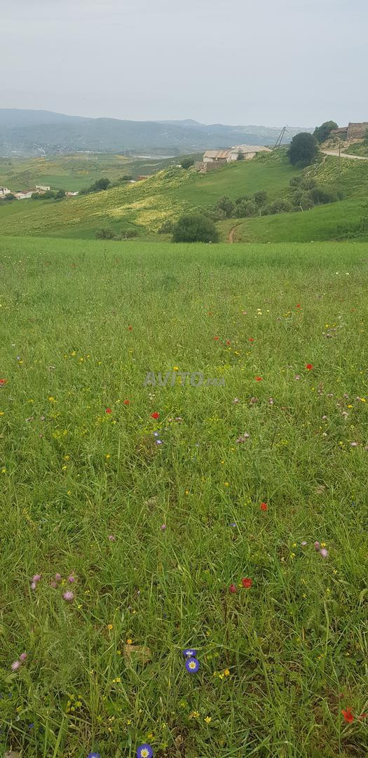 Terrain 4000 m² à vendre à Tétouan — Photo 8