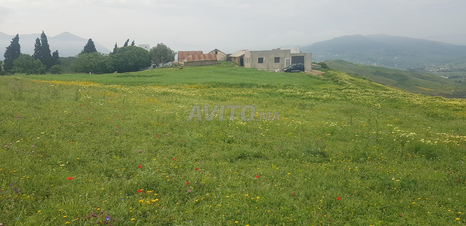 Terrain 4000 m² à vendre à Tétouan — Photo 10
