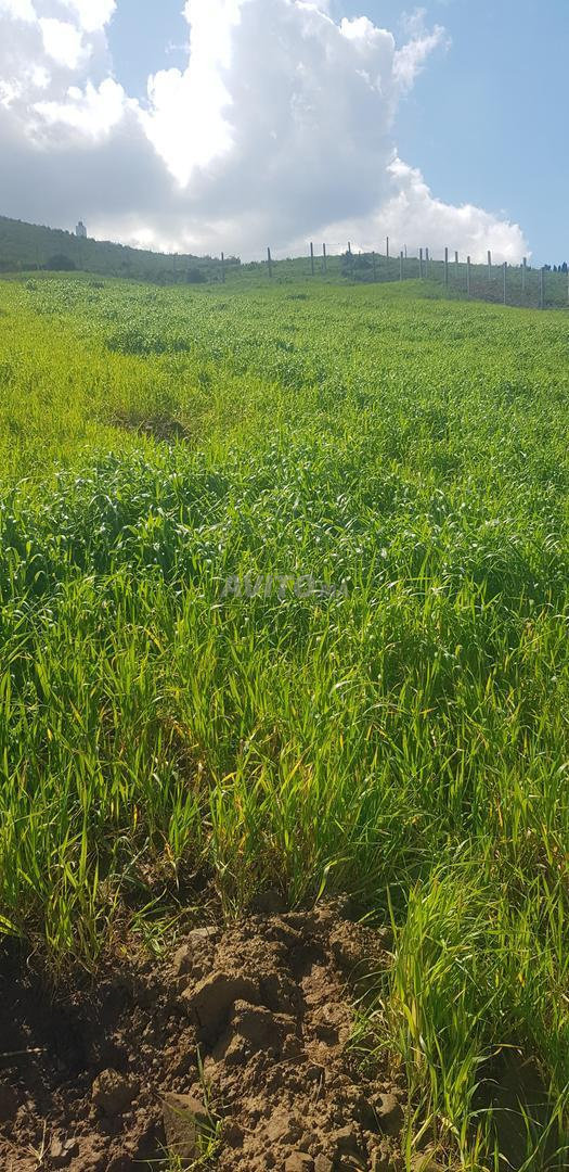 Terrain 1500 m² à vendre à Tétouan — Photo 9