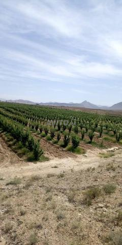 Exploitation agricole 12ha à vendre à Midelt — Photo 21