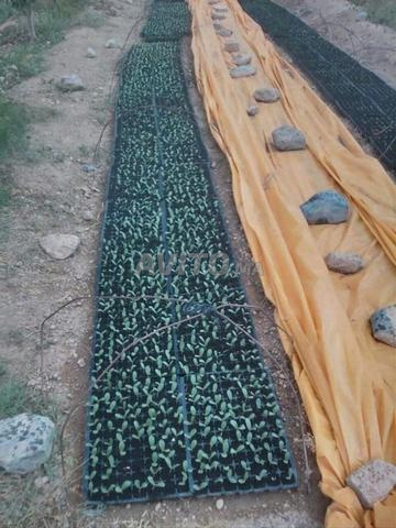 Exploitation agricole 12ha à vendre à Midelt — Photo 26