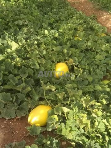 Exploitation agricole 12ha à vendre à Midelt — Photo 28