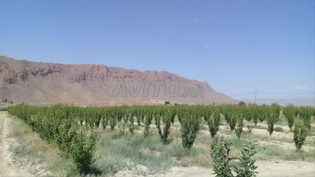 Exploitation agricole 12ha à vendre à Midelt — Photo 30